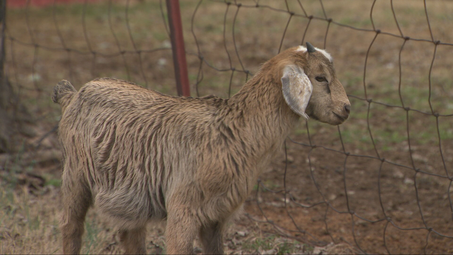Goat on Denton farm in Wilson County