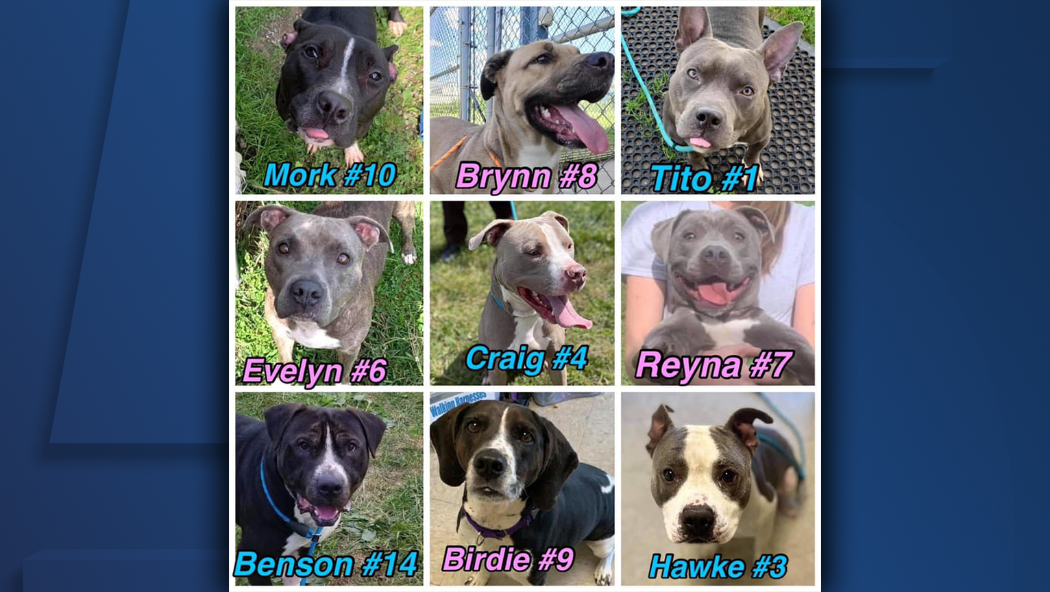 There S No More Room At Lorain County Dog Kennel