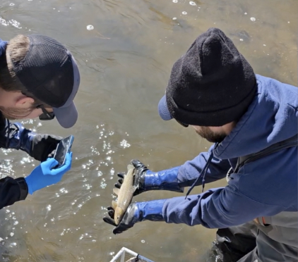 SILVER BOW CREEK TROUT.jpg