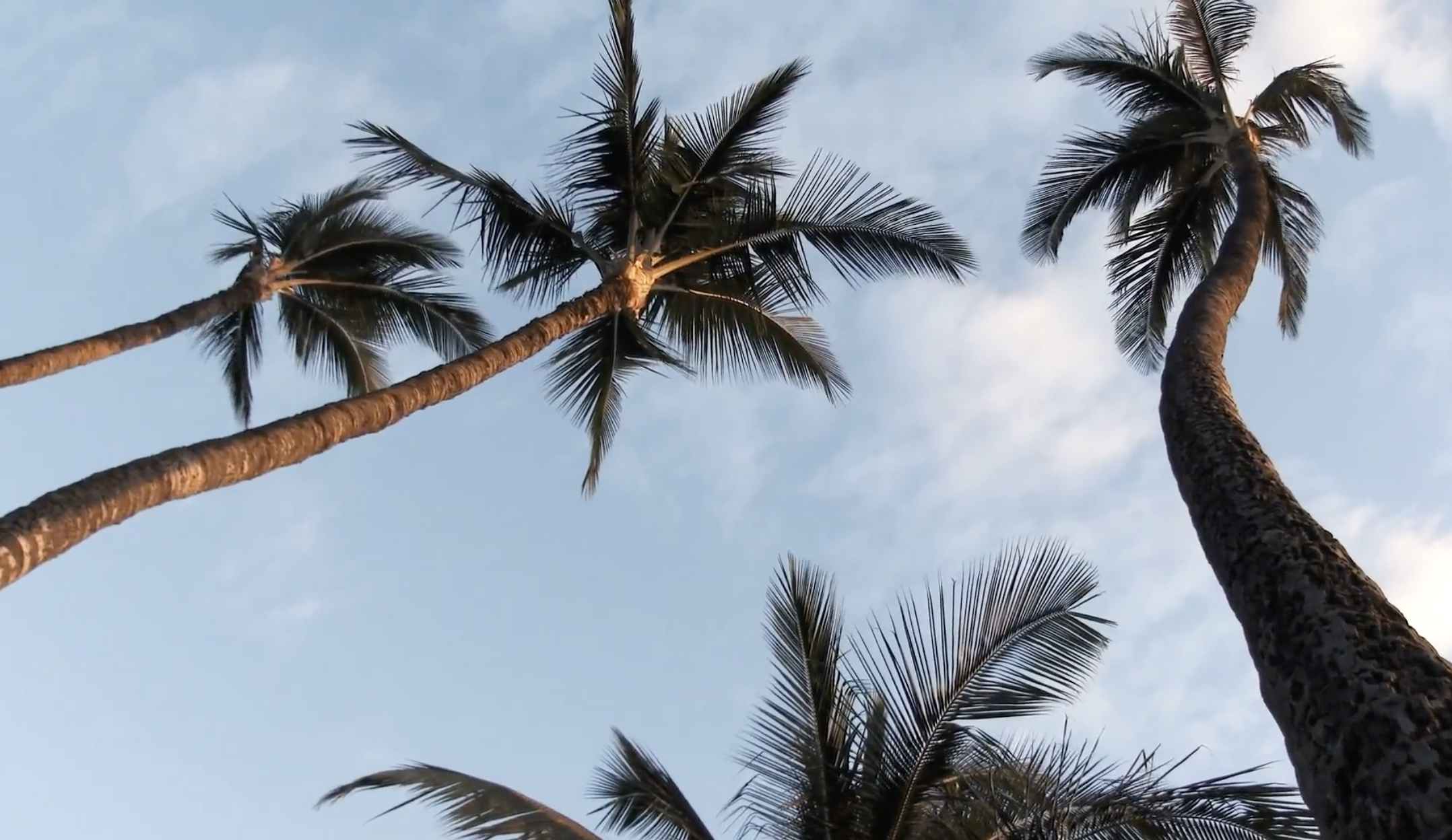 Both carbon capture and shade are two major arguments for planting more trees to help offset climate change impacts. Yet, not all trees are created equal in that regard.