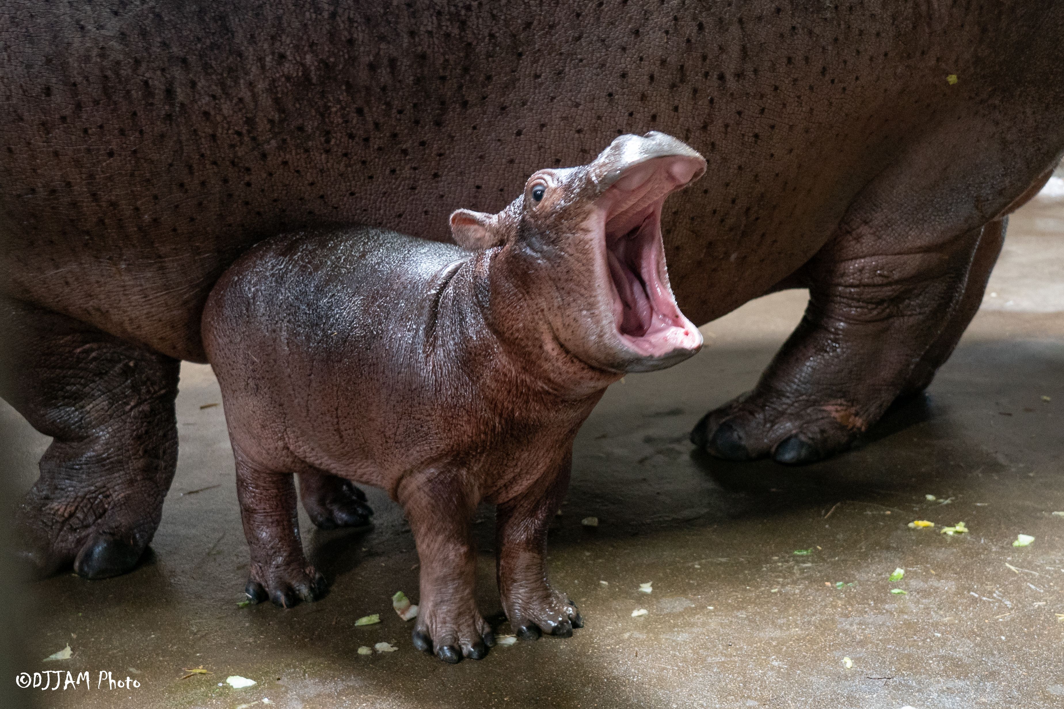 Fritz the hippo