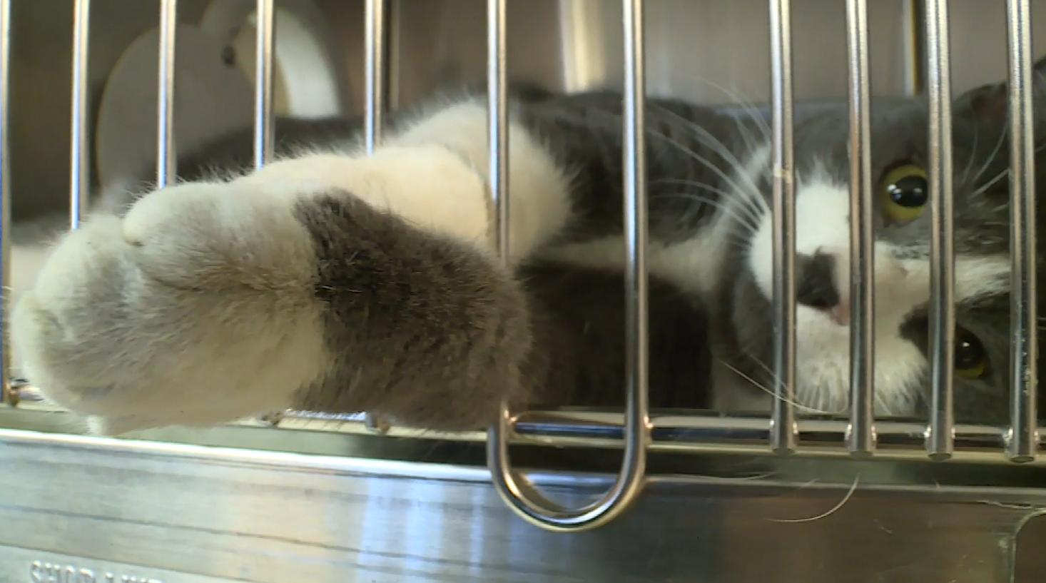 How you can help Richmond pets in need find a home for the holidays