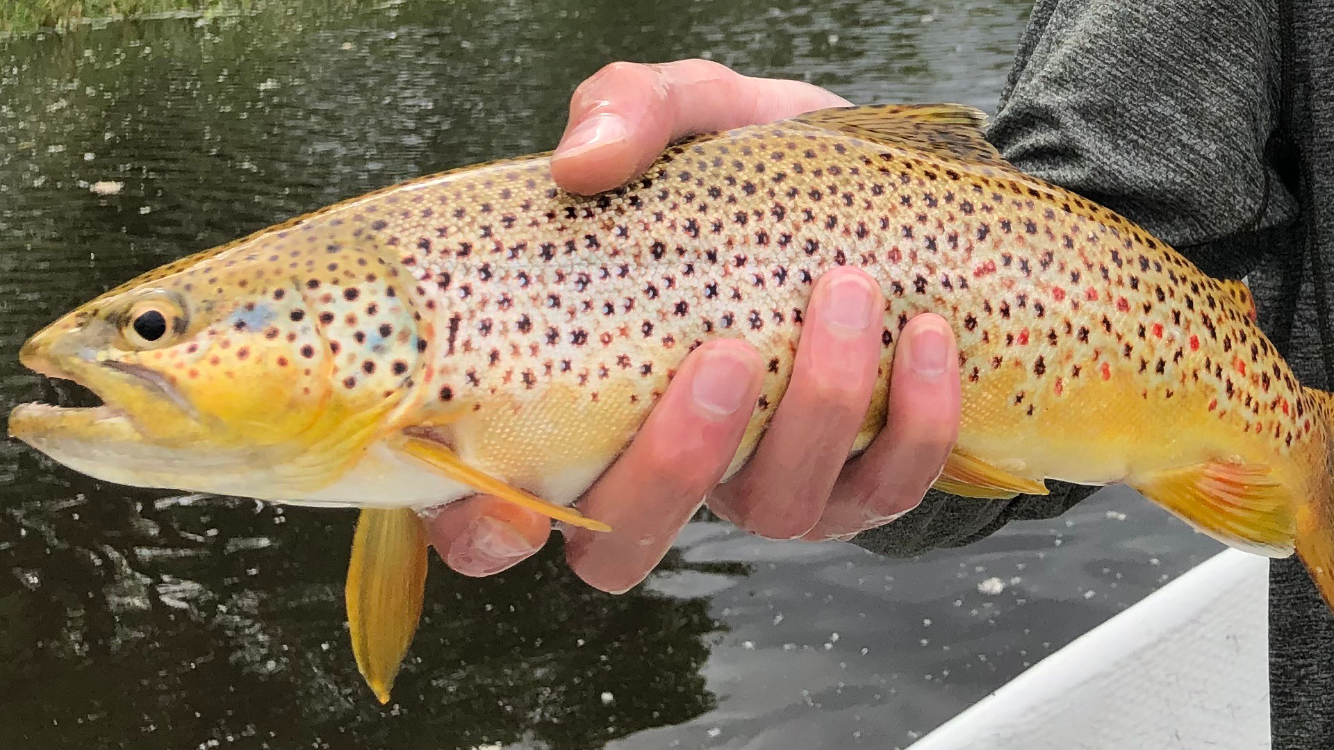 brown-trout.png