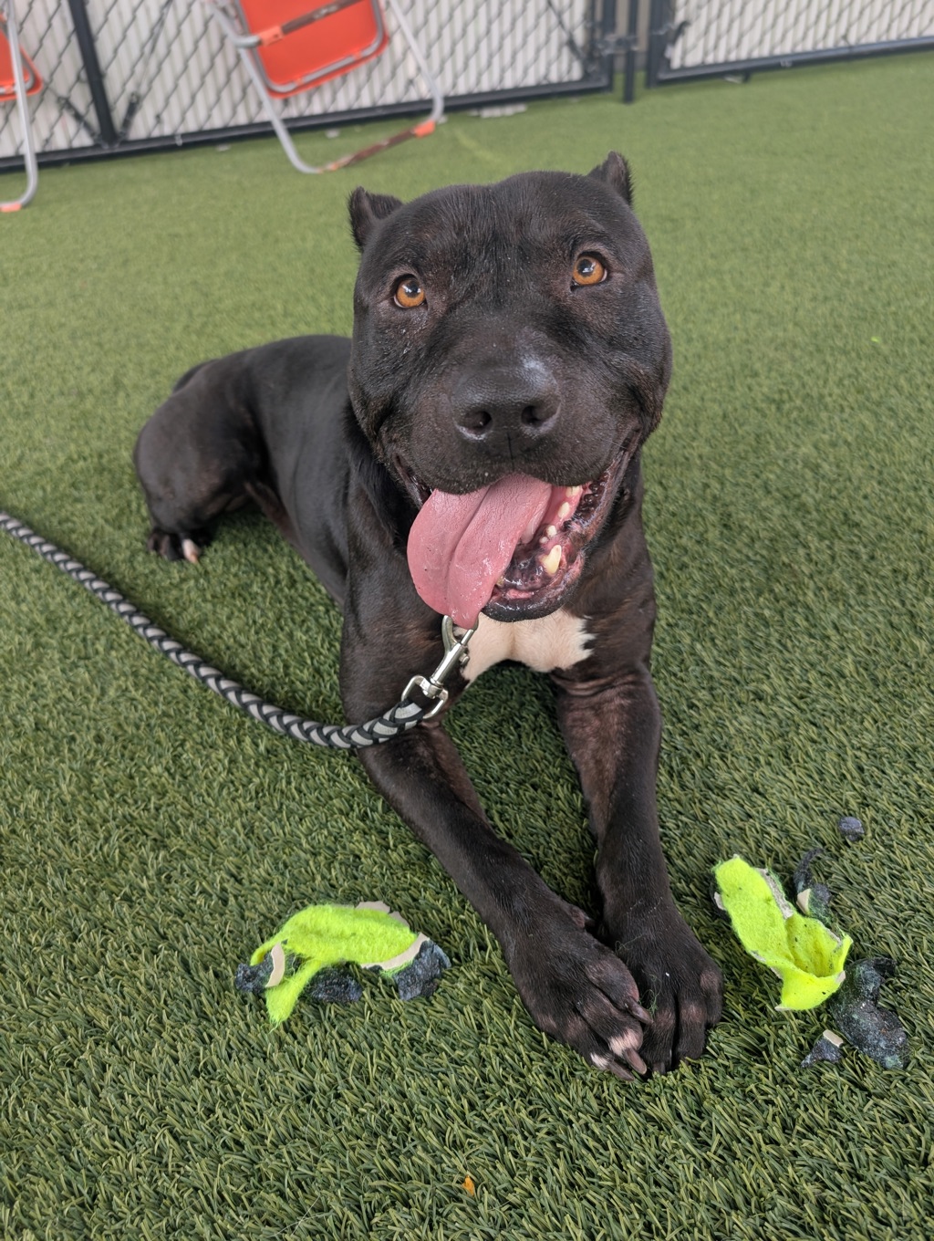 Pet of the Week: Shadow