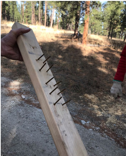 Bitterroot Forest Trap