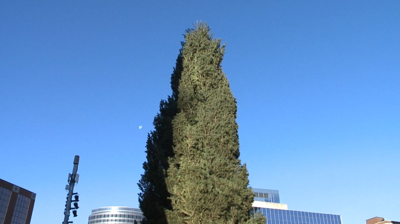 GR Christmas Tree 2021.JPG