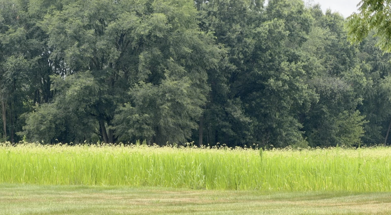 field.png