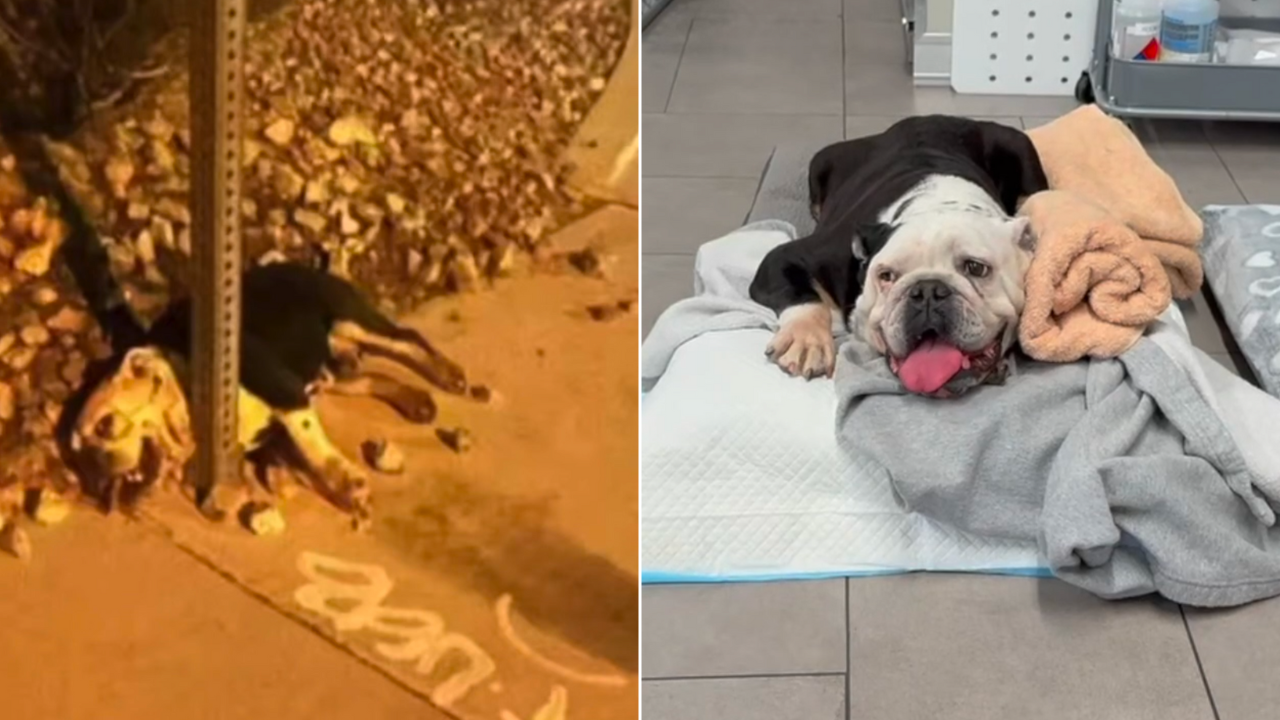 Susie the bulldog: Before and after