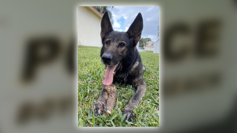 WPTV-BOYNTON-BEACH-POLICE-K9-DAXXX.jpg