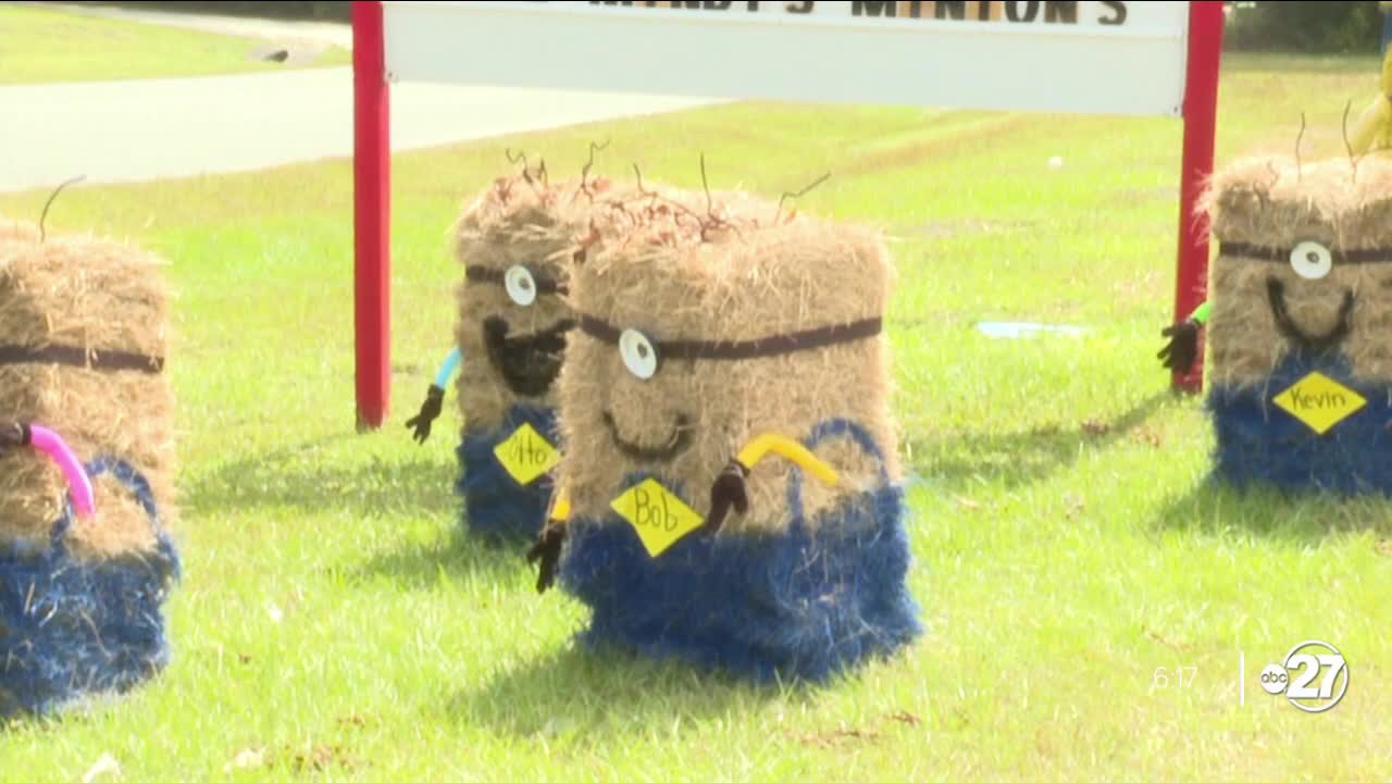 Haybales decorated to look like Minions in Wakulla County, Florida