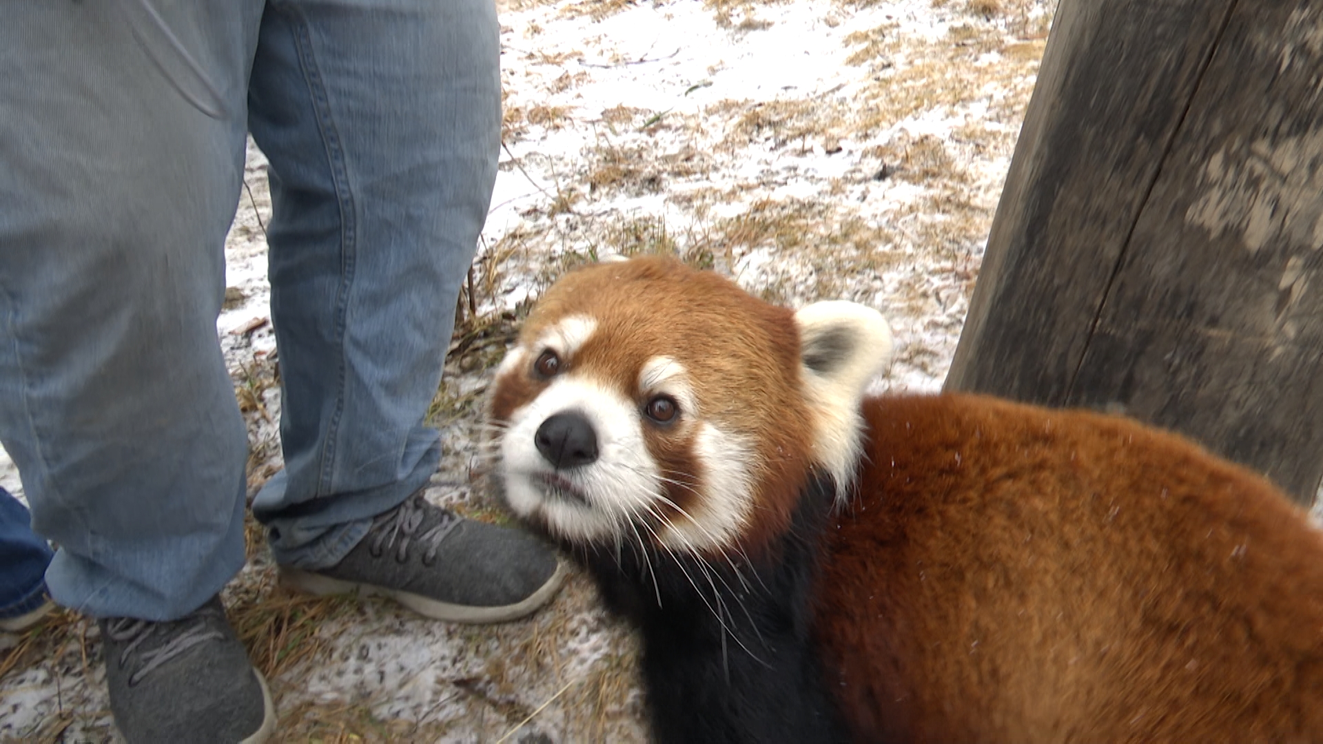 Panda prediction: ZooMontana's Pabu the Red Panda makes Super Bowl pick - Vimarsana News