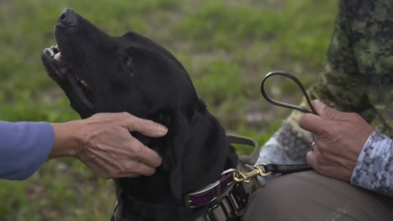 WPTV-python-detector-dog.jpg