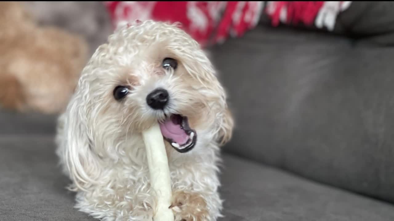 Colorado Springs man appears in court after his dogs kill neighbors dog