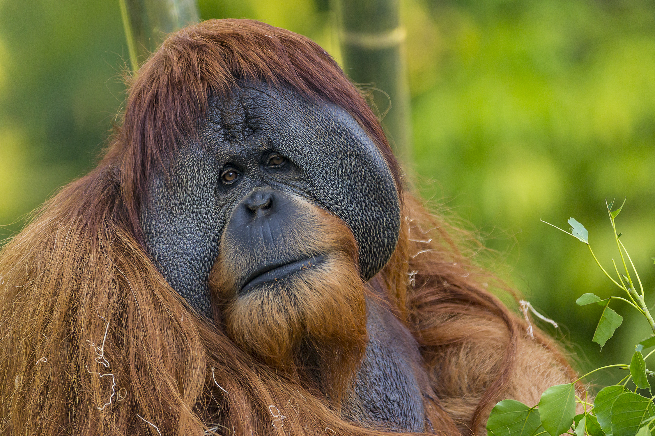 OrangutanSatu - T15_0455_023.jpg