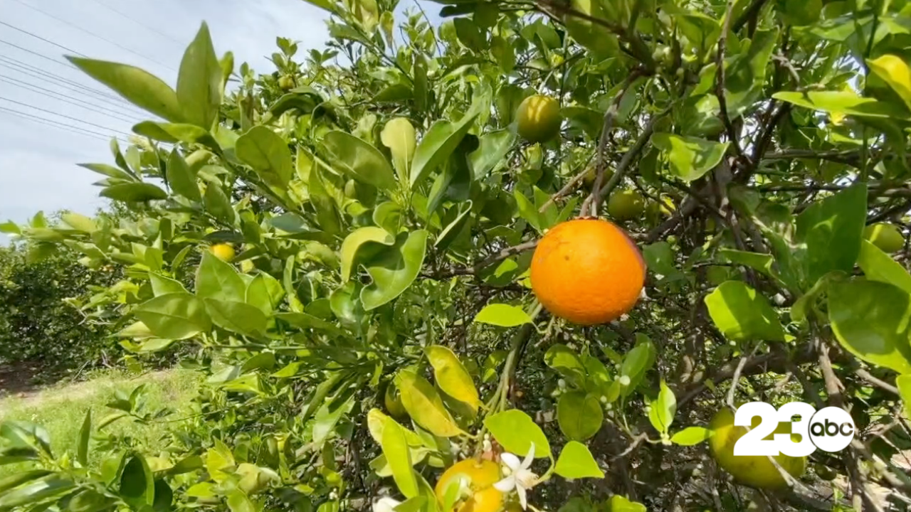 Citrus Trees (FILE)