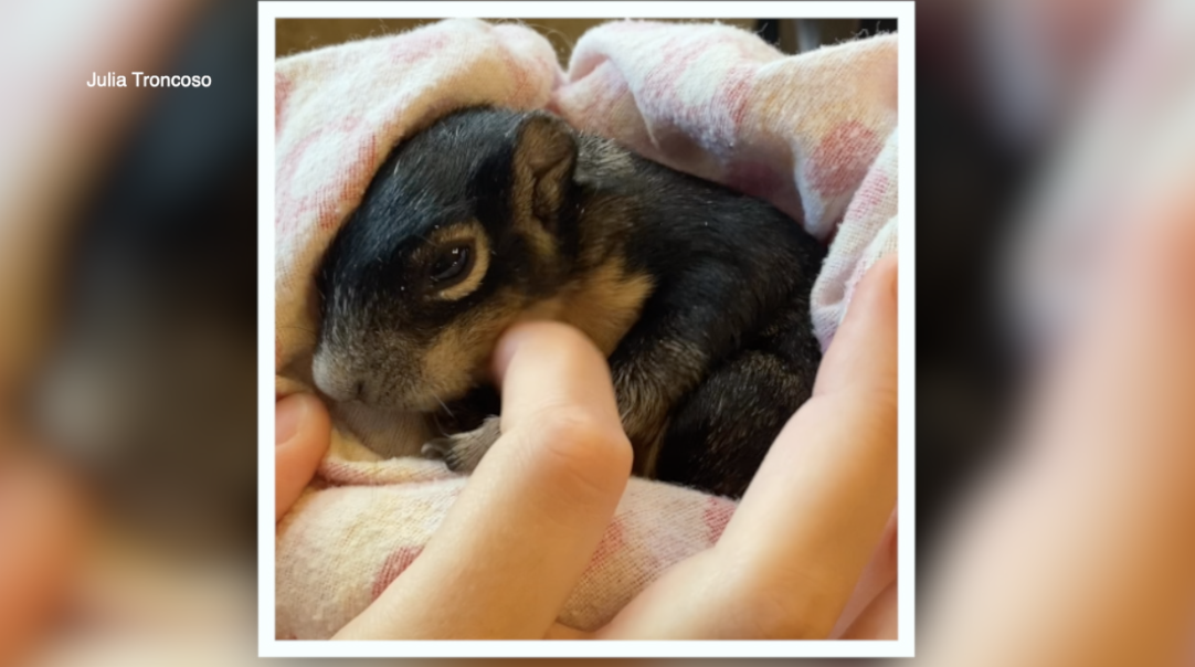 rare squirrel in rehab- palm harbor (2).png