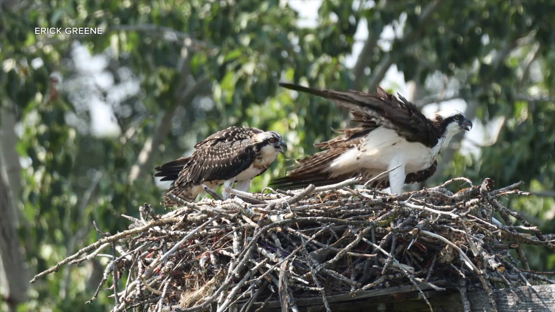 Protecting osprey in Montana