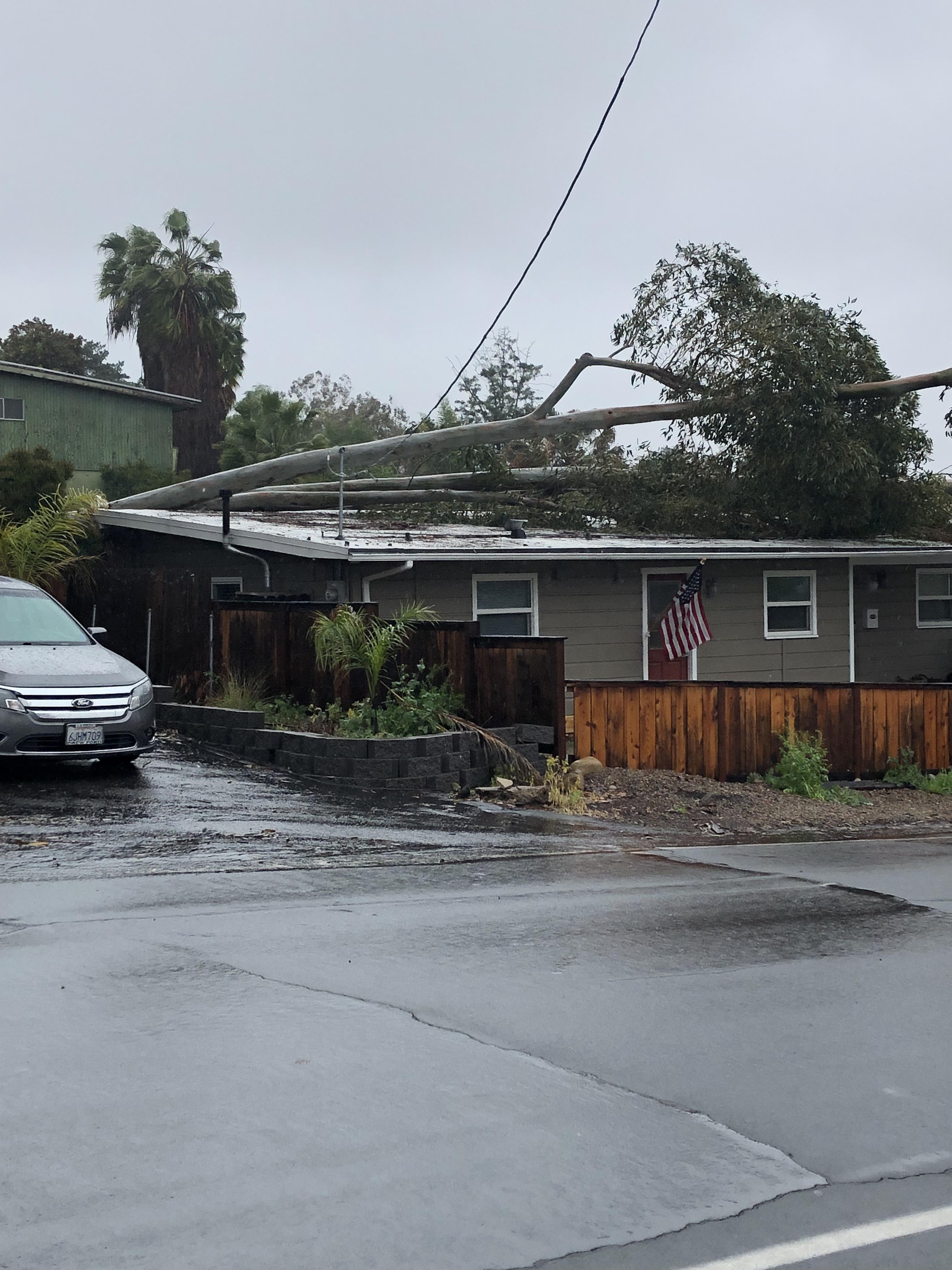 tree on home.jpeg
