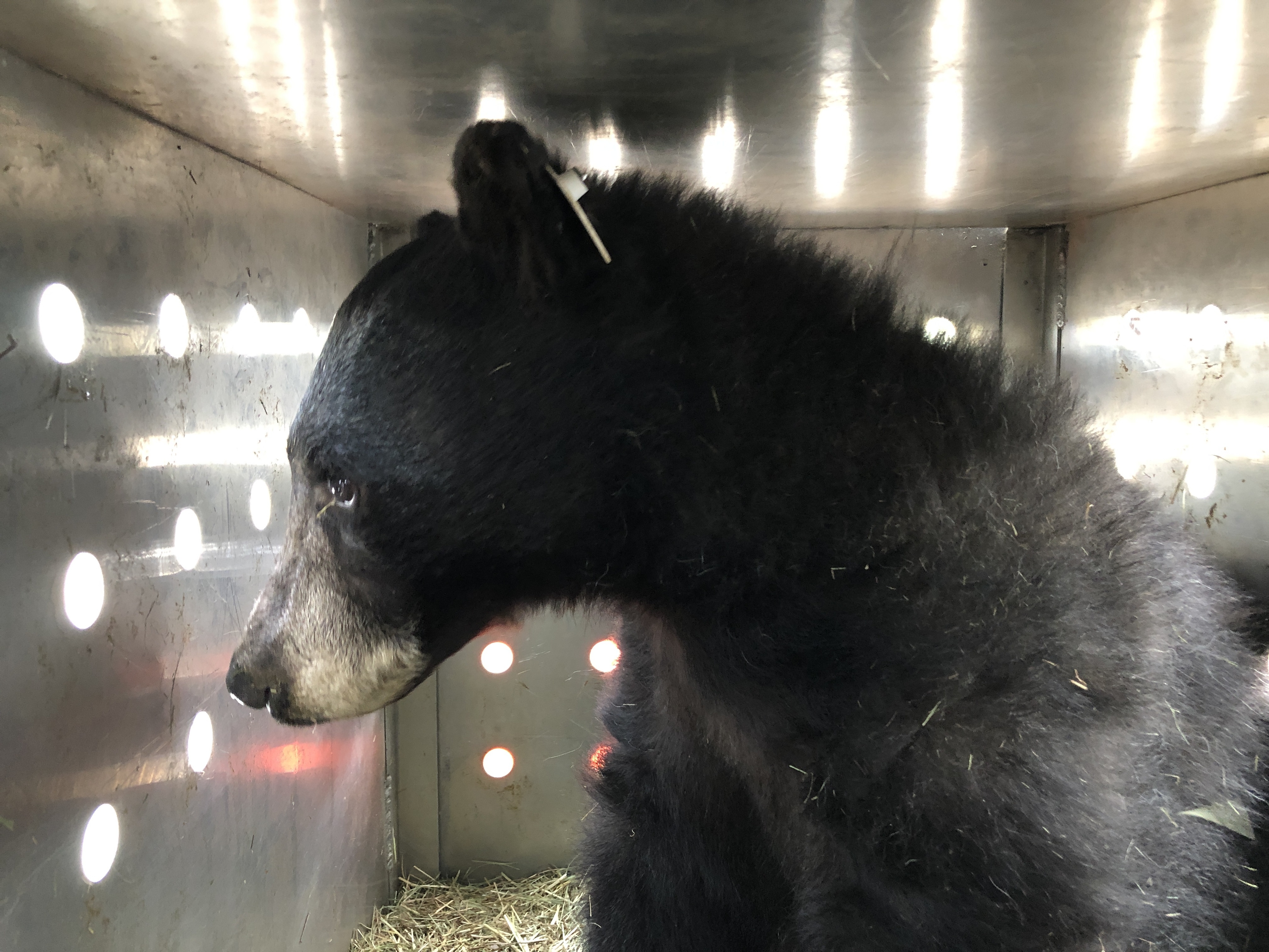 bear 1.jpg
