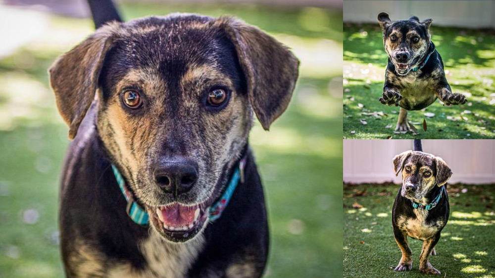 Mulder pet ot the week