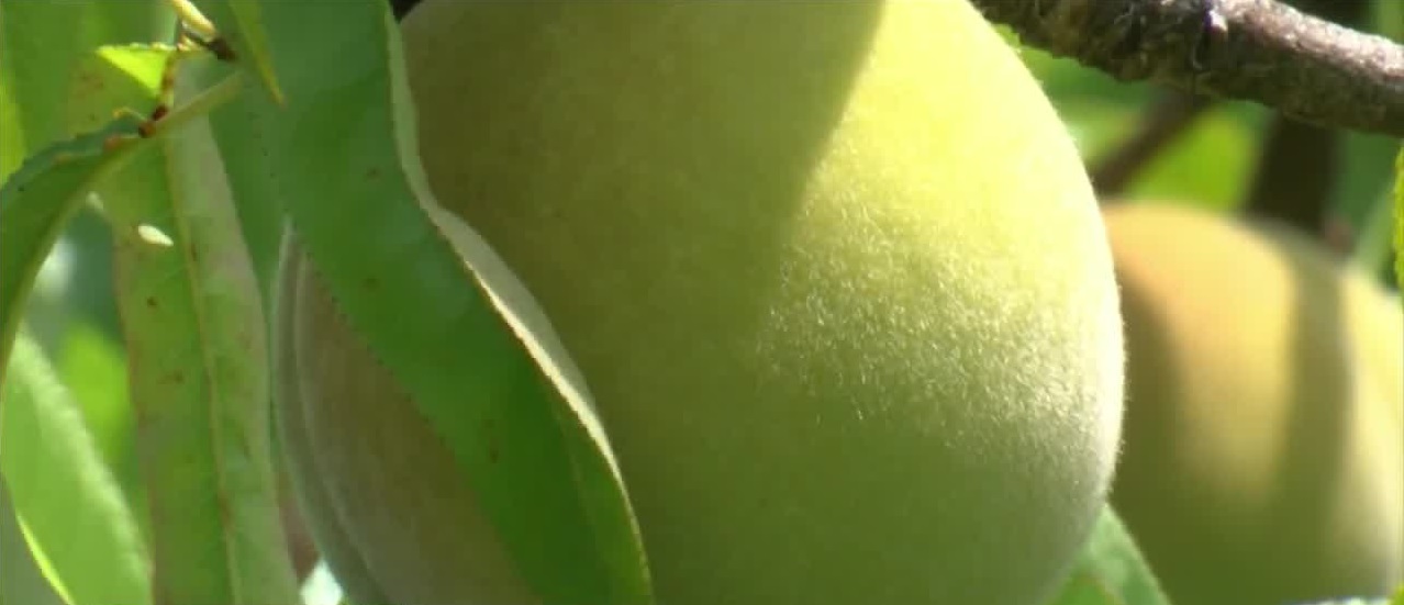 Peach.jpg