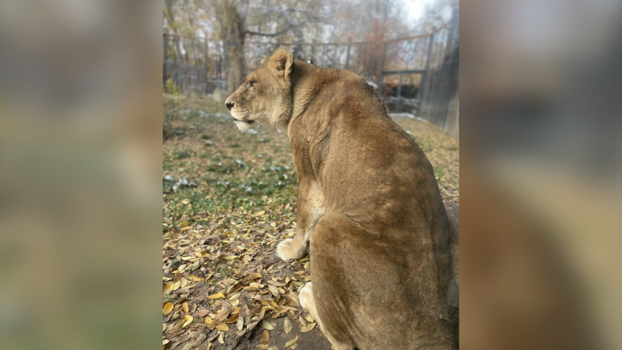 Zoo Boise Mudiwa 