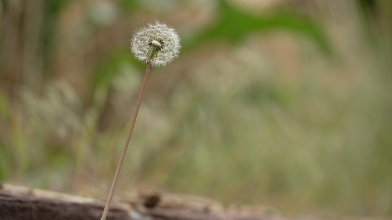DANDELION.jpg