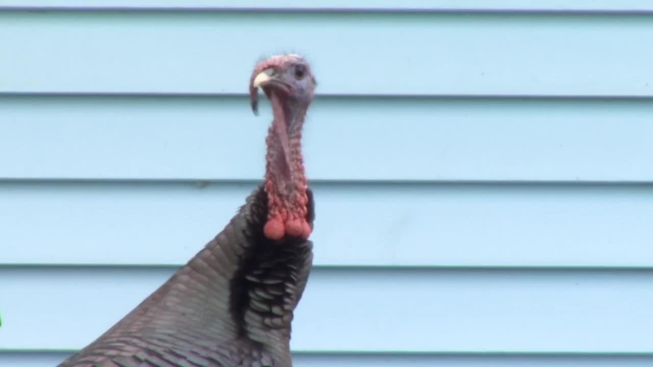turkey filephoto.jpg