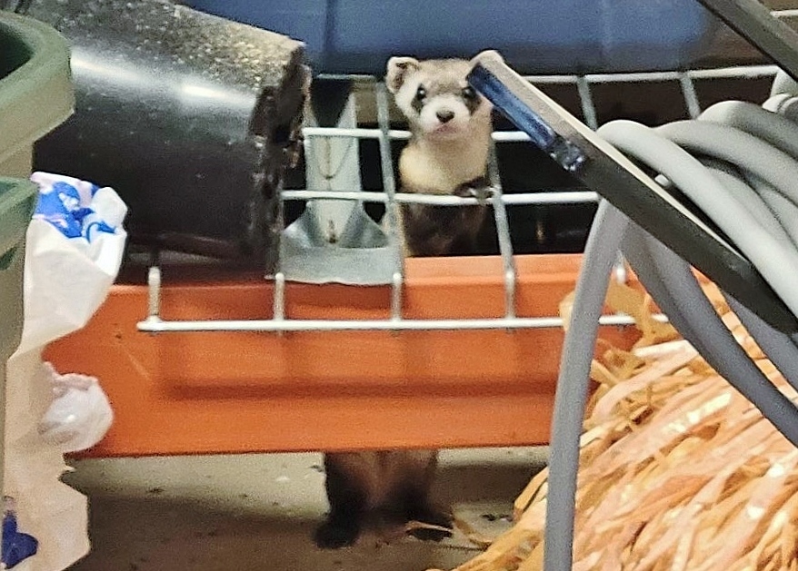 Black Footed Ferret headline photo