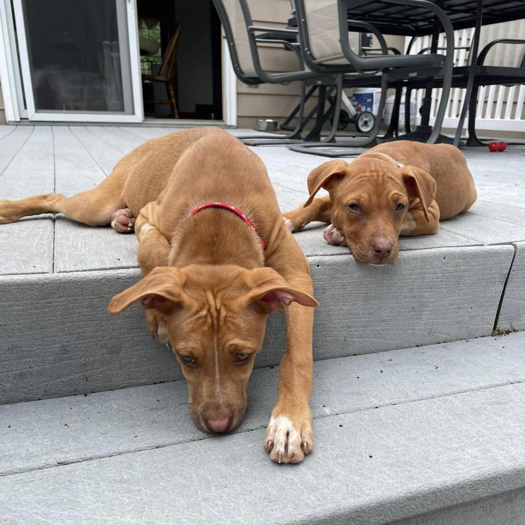 Pet Adoption Tuesday: Meet Nebula and Gamora!