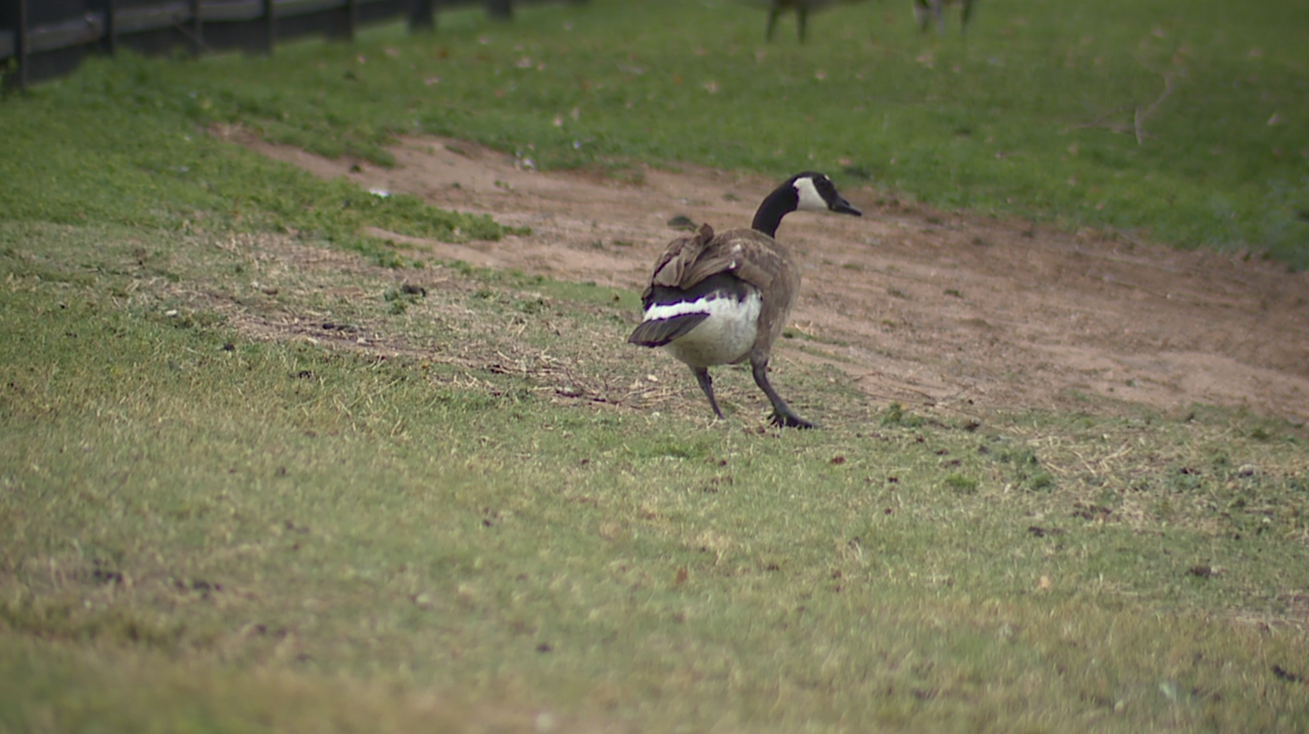 KNXV Goose Geese Generic