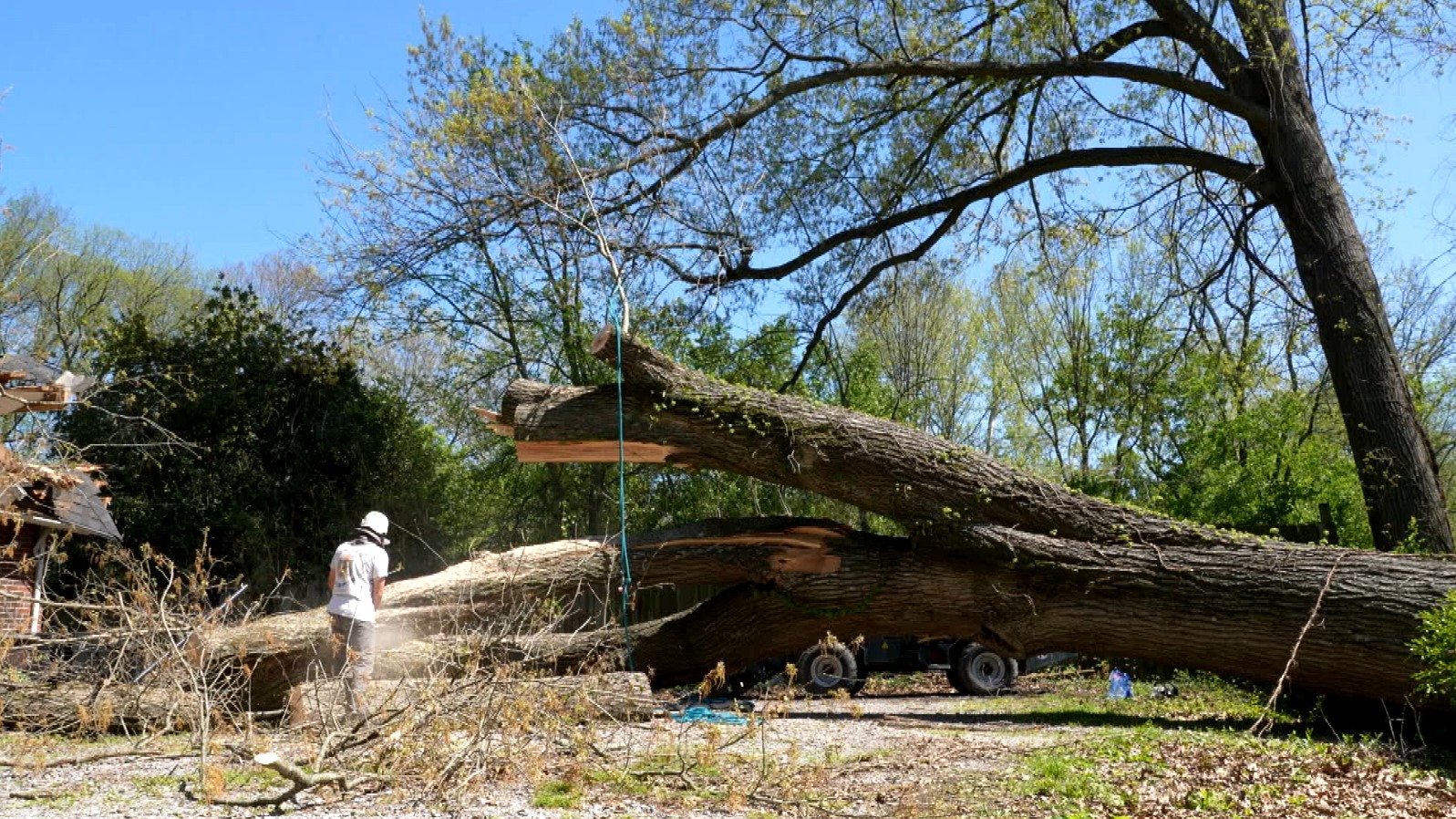 madison red oak tree.jpg