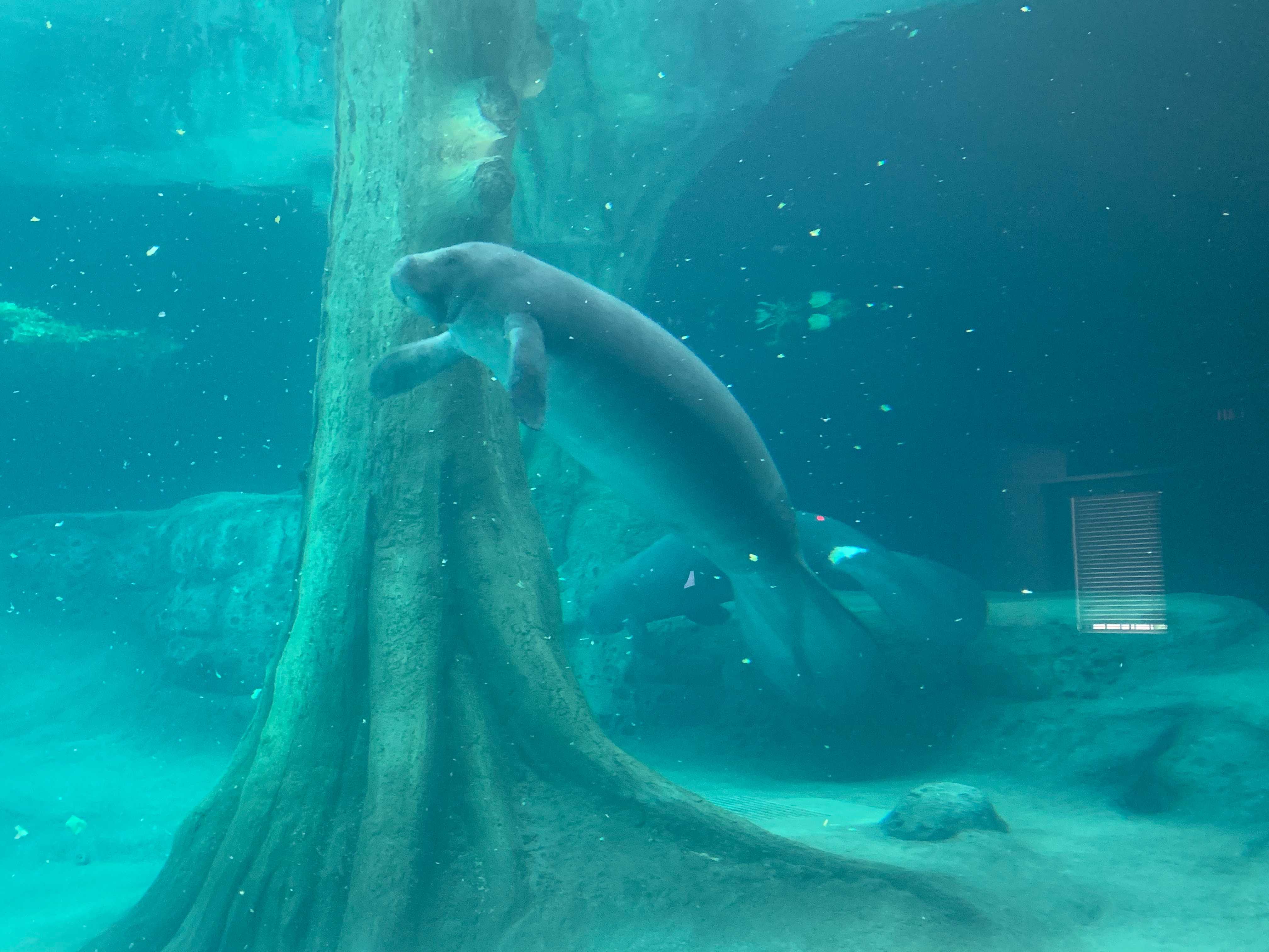 Manatee