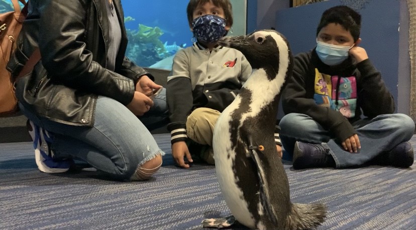 Rosie African penguin Odysea Aquarium