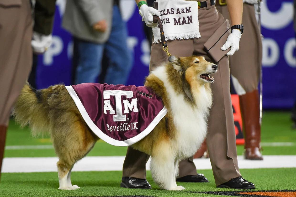 Miss reveille IX.jpg