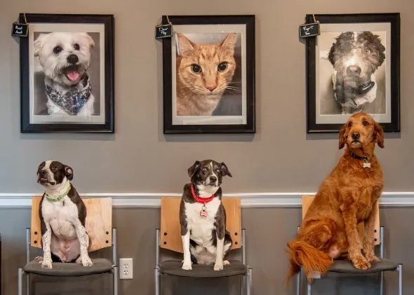 kentuckyveterinary.png