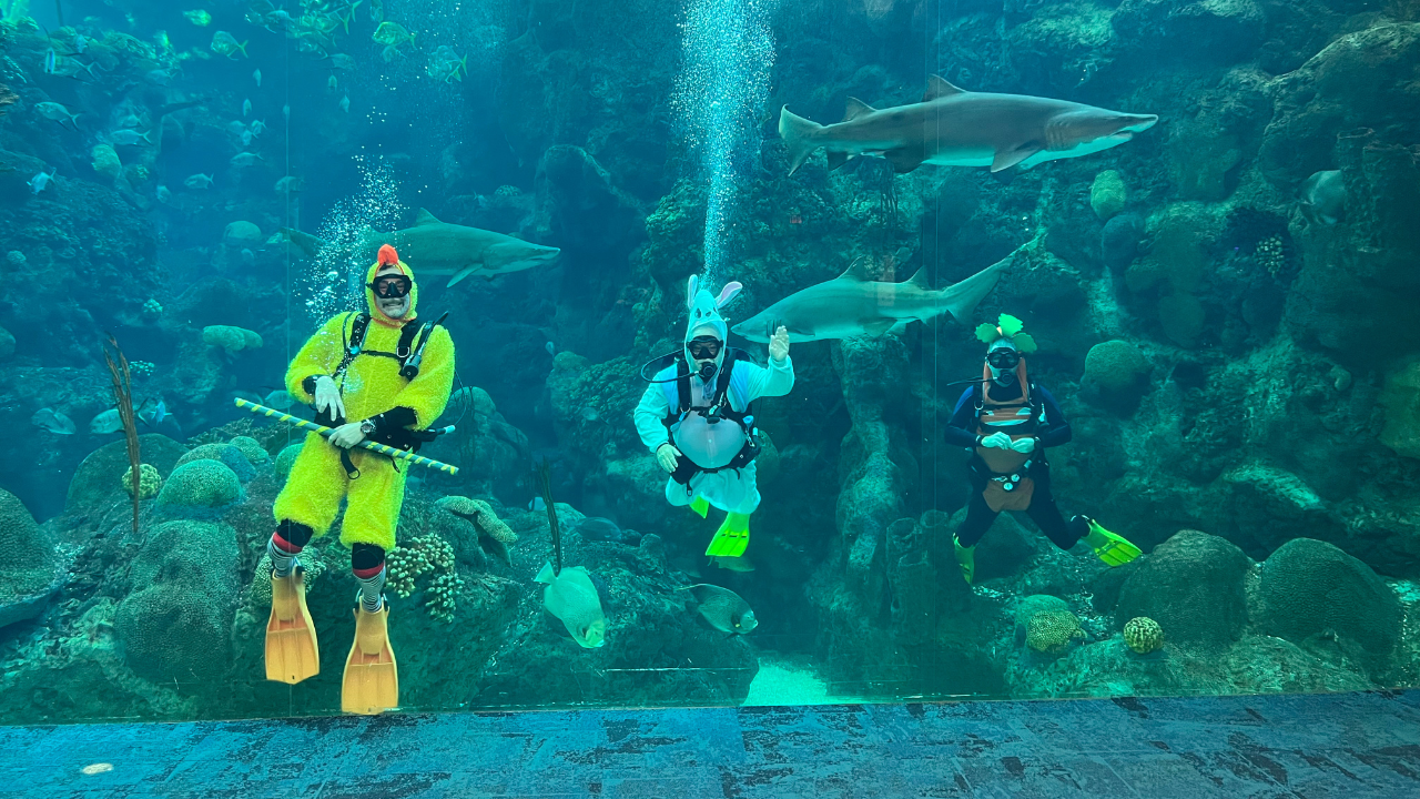 Divers at The Florida Aquarium