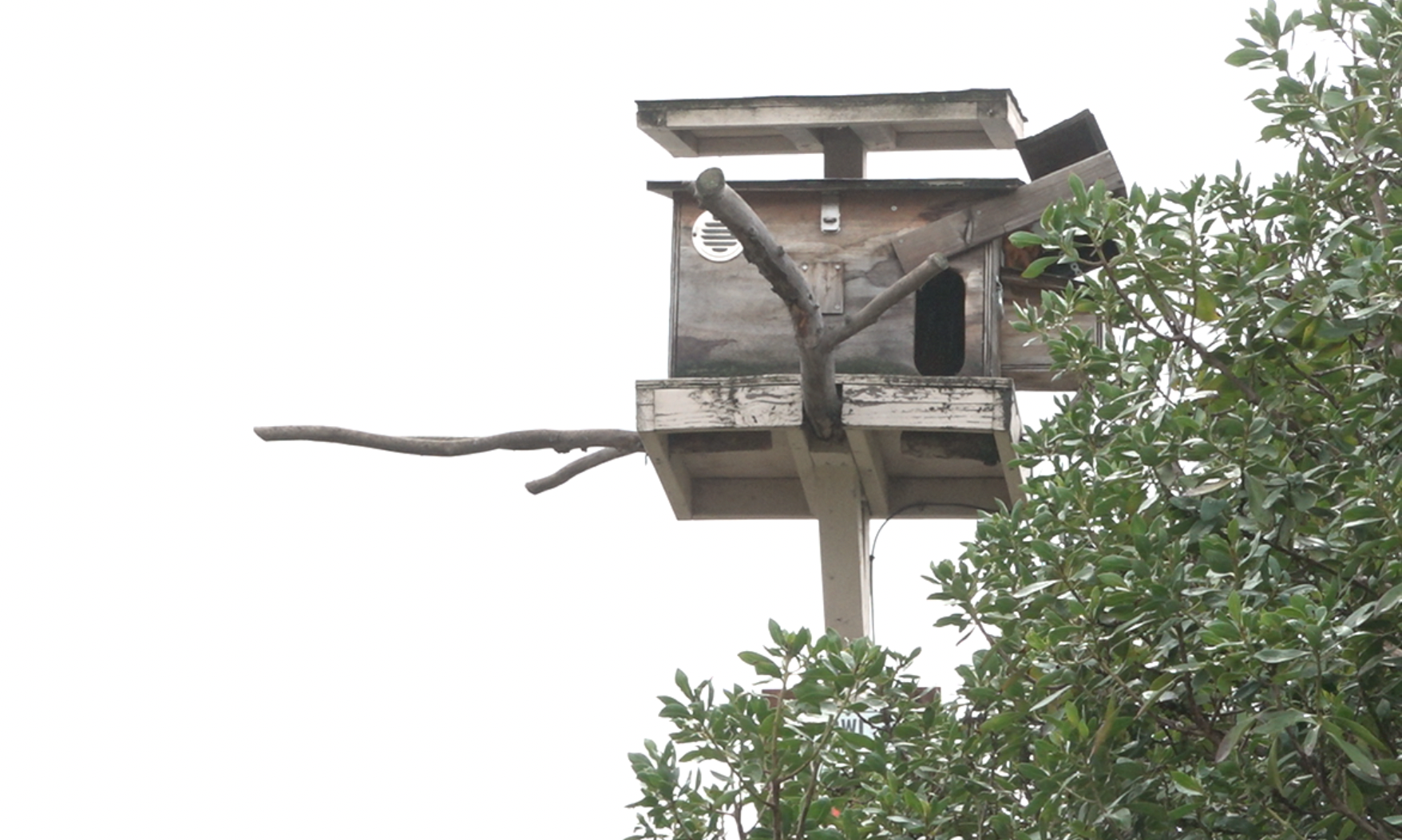 Owl box in Ramona