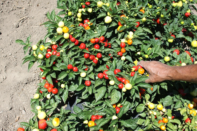 Pueblo Primrose