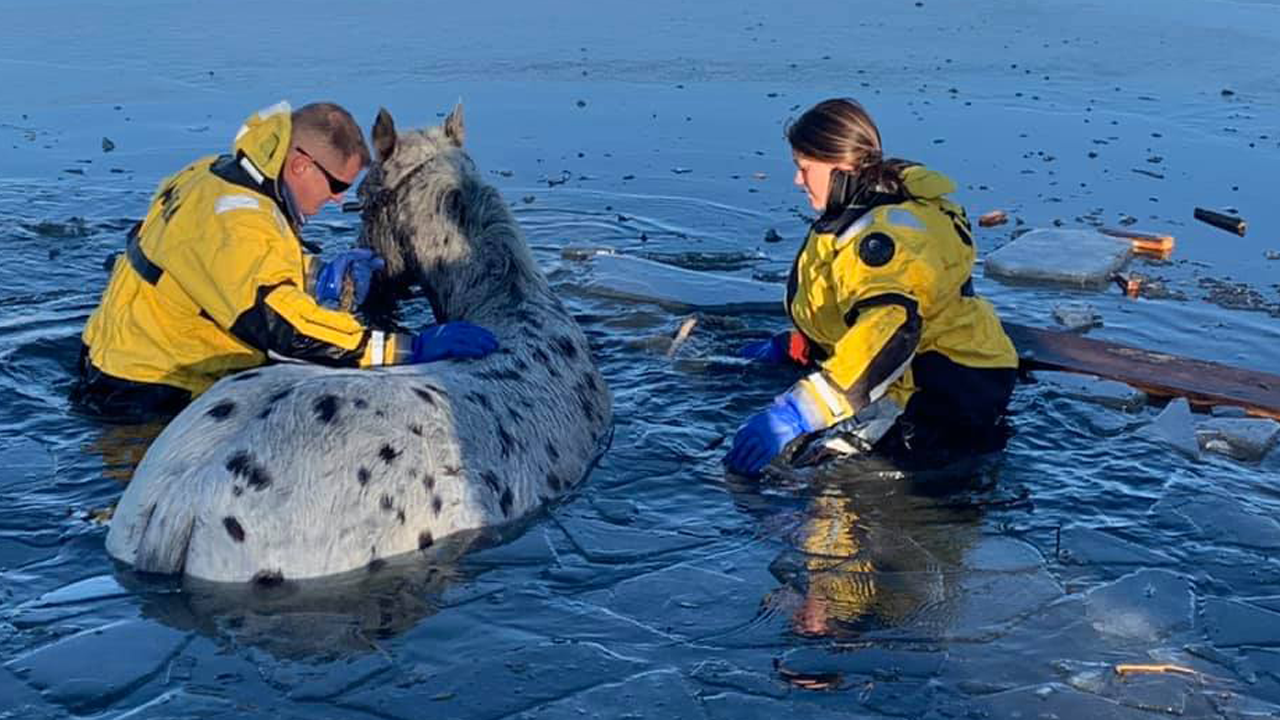 Loveland firefighters rescue horse from frozen pond