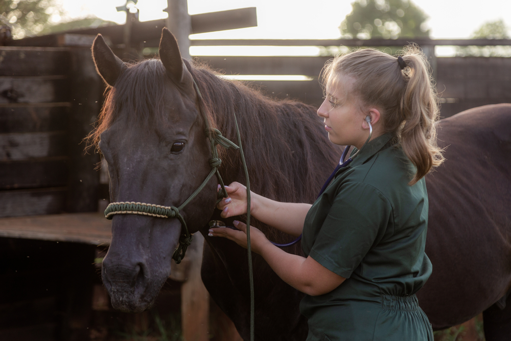 Veterinarian,Examining,The,Horse,On,The,Farm.,Veterinarian's,Day!