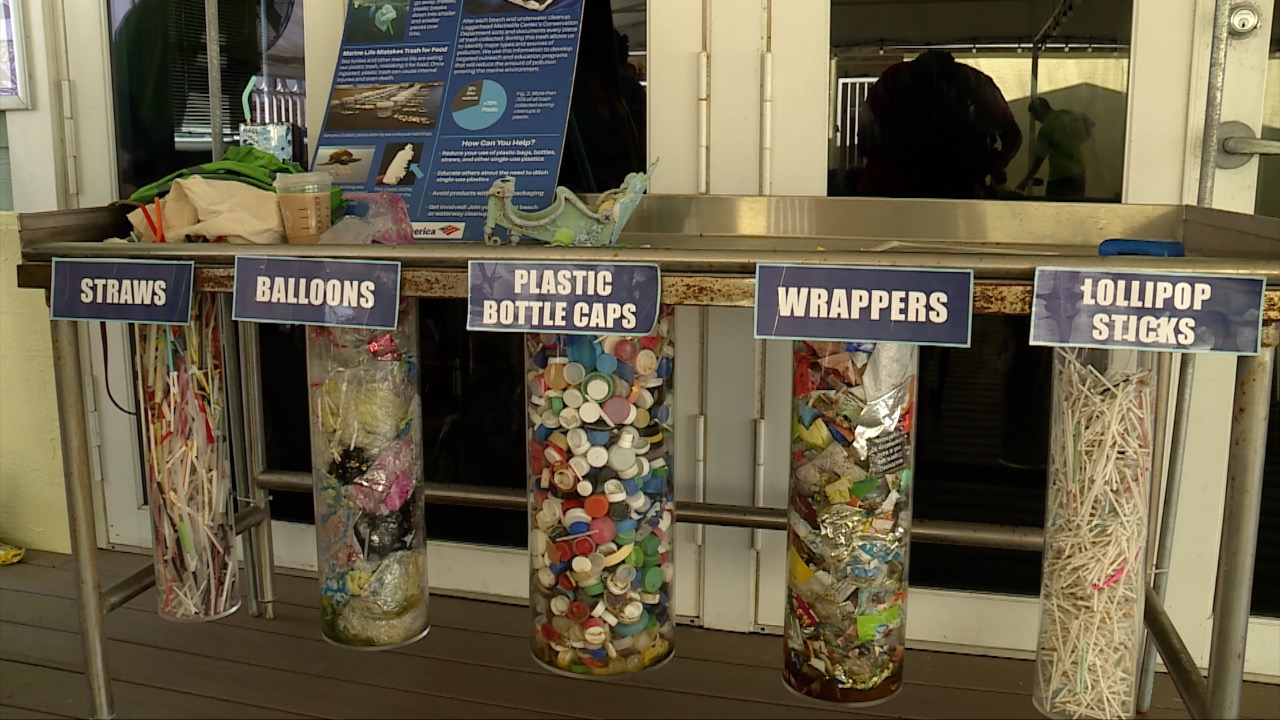 Around 50 to 100 pounds of trash each week are accumulated at Loggerhead Marinelife.