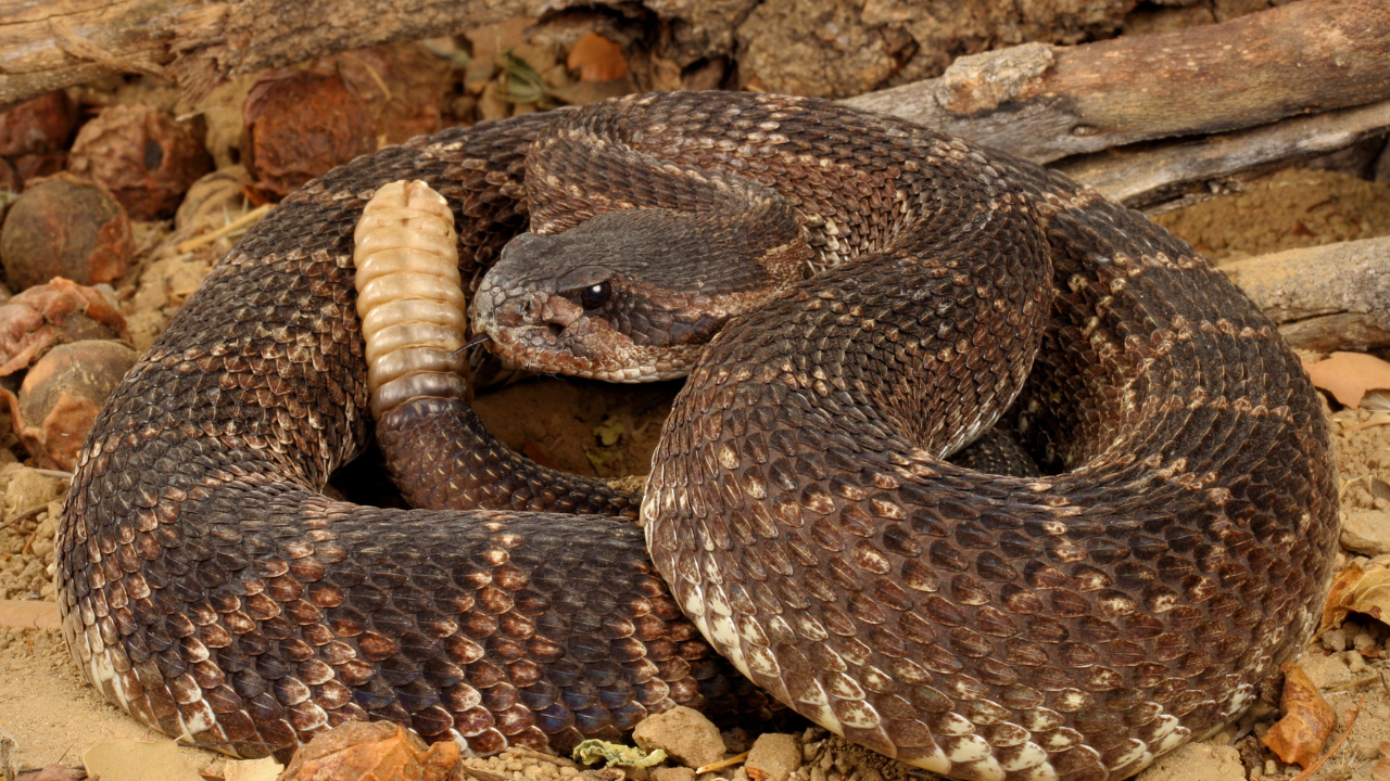 FILE - Rattlesnake