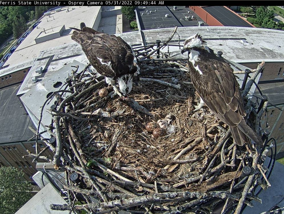 Osprey chick 2.JPG