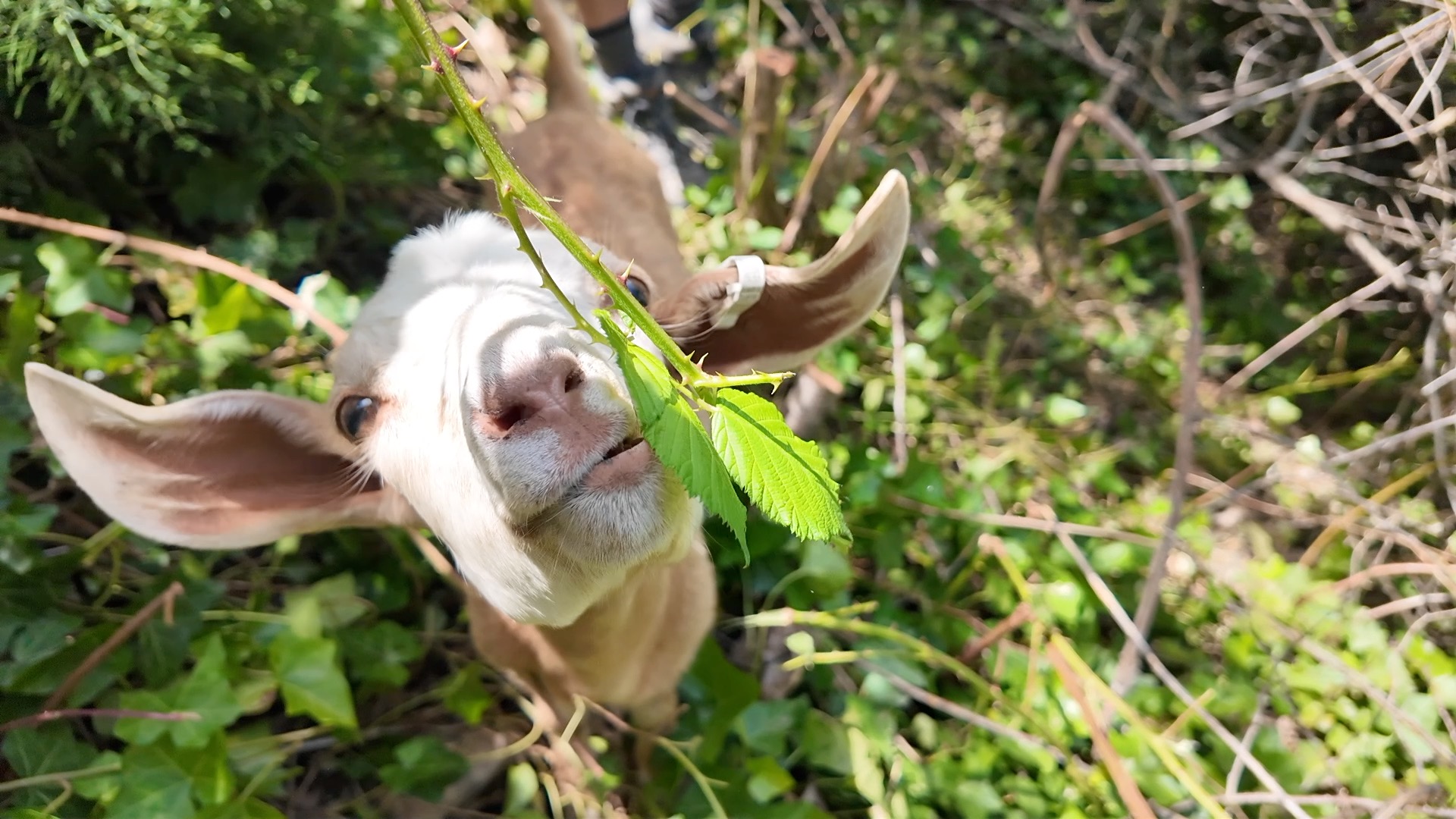 FIRE GOATS thumbnail.jpg