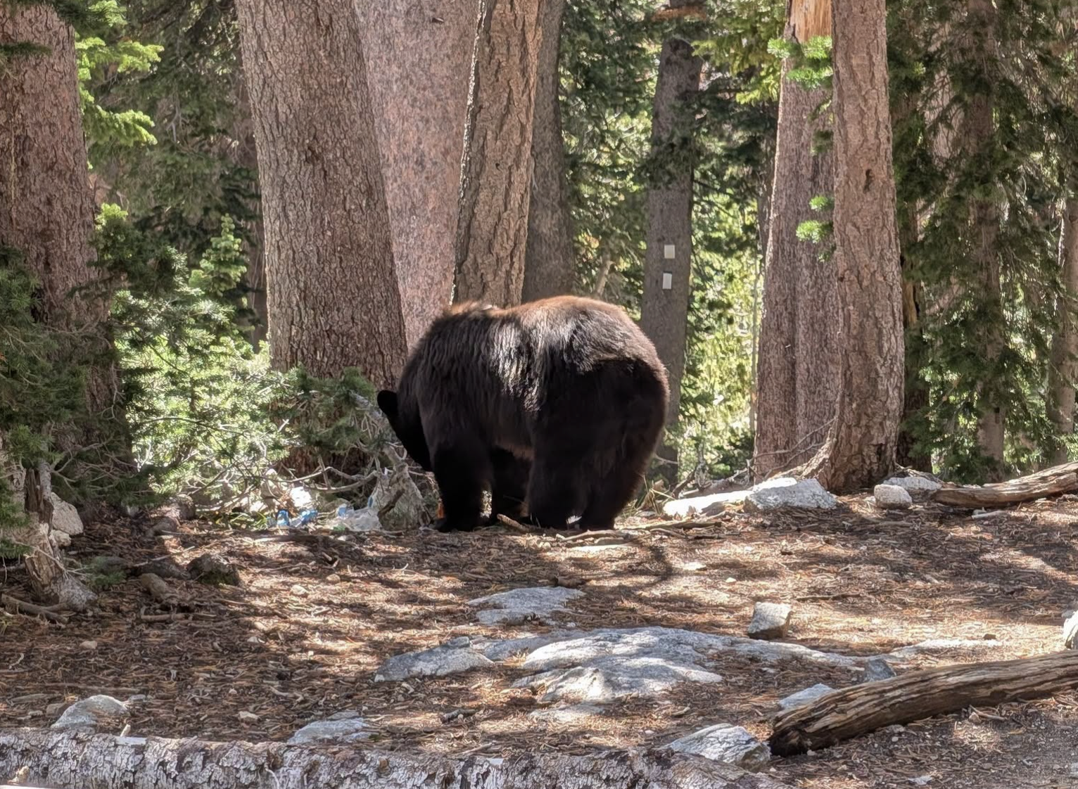 Grand Teton black bear 
