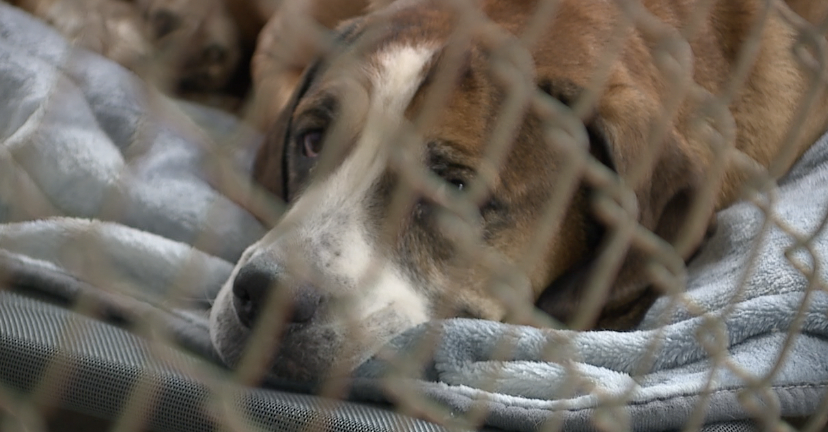 A dog being housed at the Columbiana County Humane Society due to the evacuation in East Palestine. 