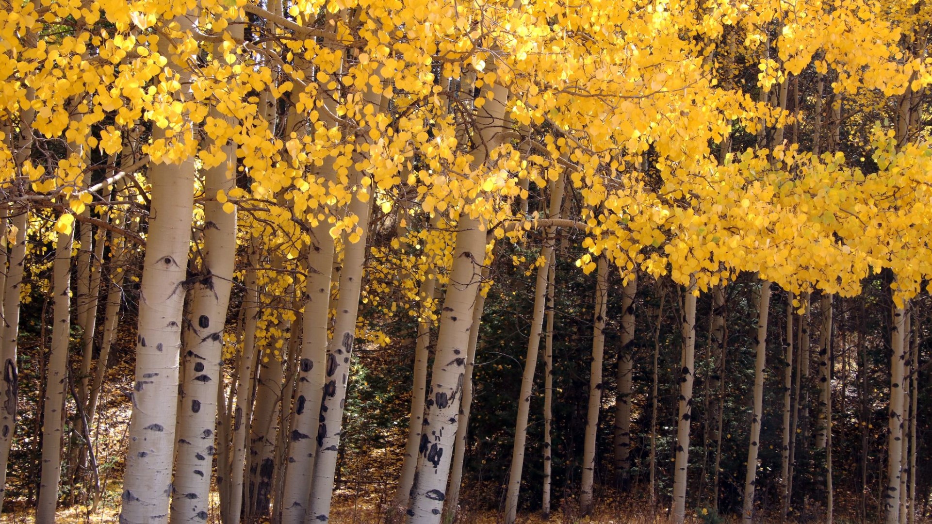 Fall colors near Divide