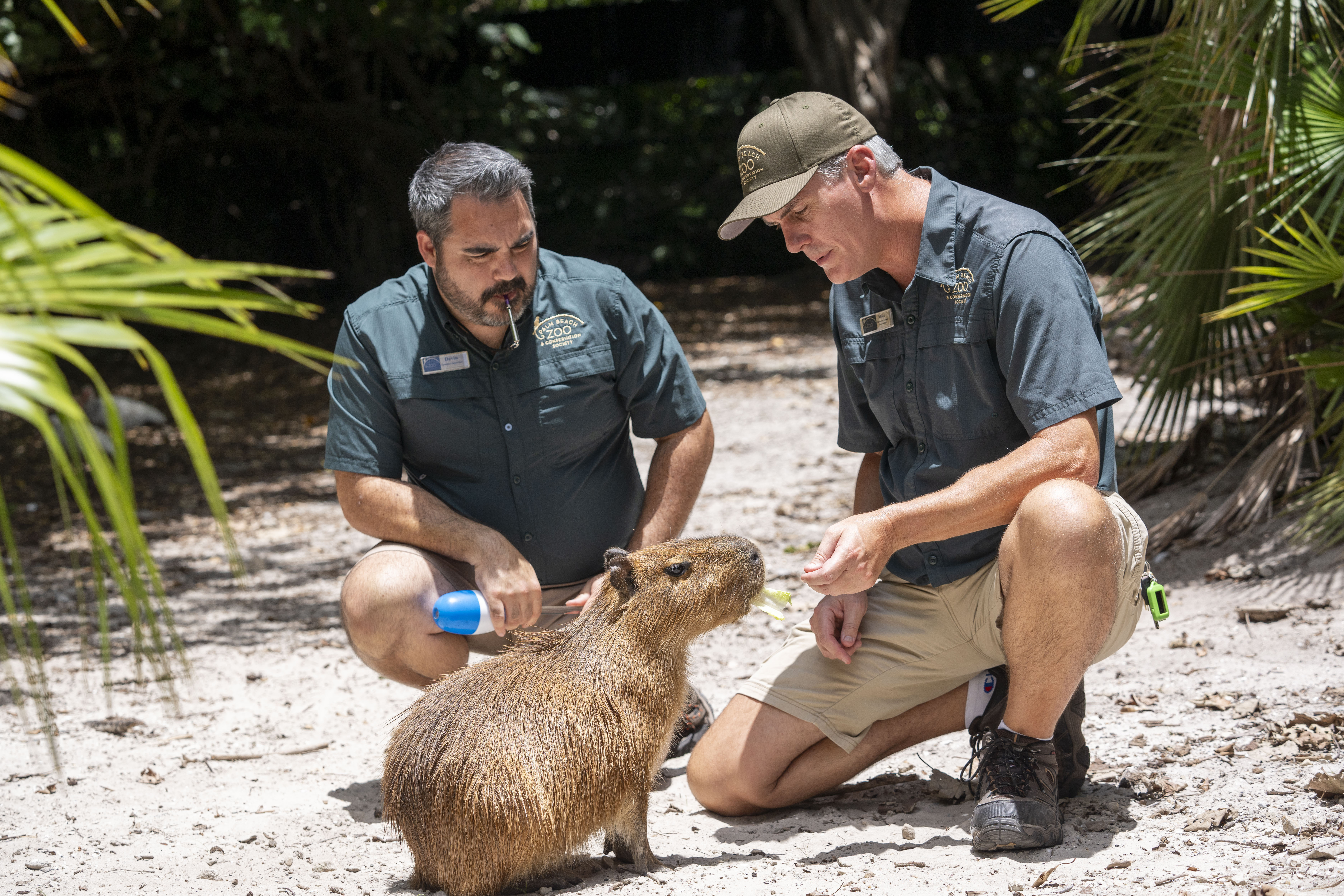 Florida Capybara Breeding Iyari June 25 2024 Palm Beach Zoo