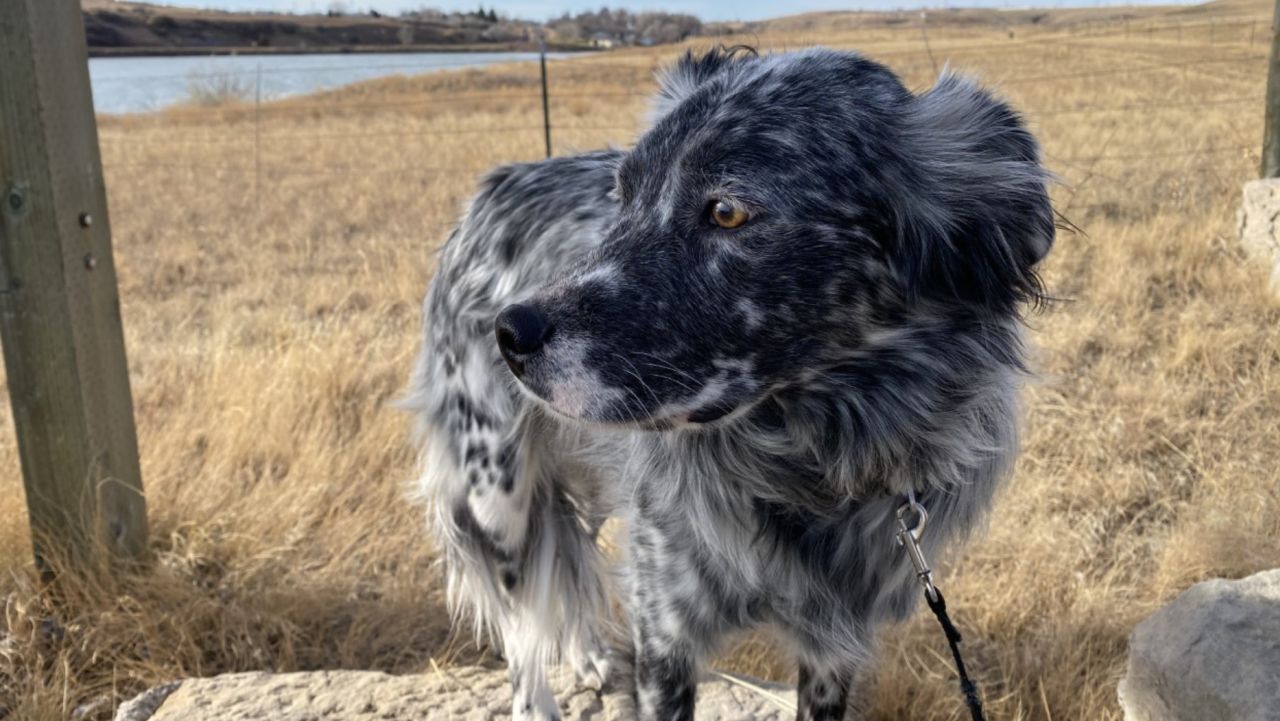 Leo, a 2-year-old blue heeler border collie mix, was walking with his owner Tony Bynum